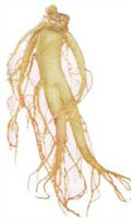 agel_product_img_53